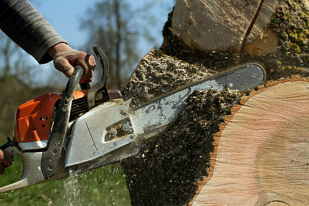 Tree Service Company in Lemoore Station, CA